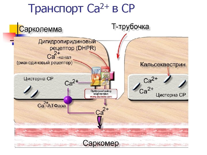 Транспорт Ca 2+ в СР 