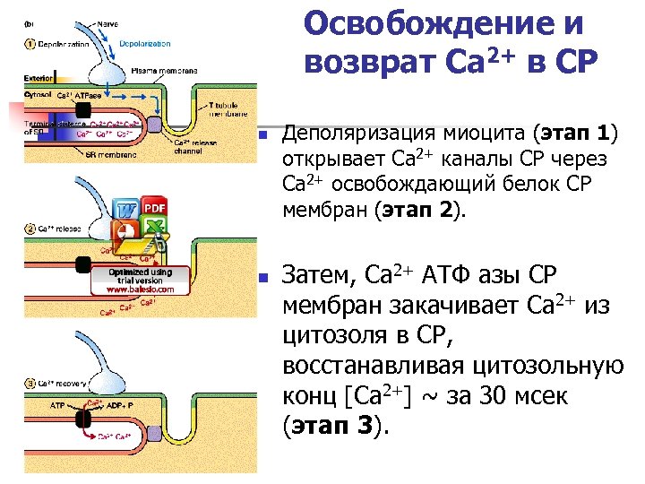 Освобождение и возврат Ca 2+ в СР n n Деполяризация миоцита (этап 1) открывает