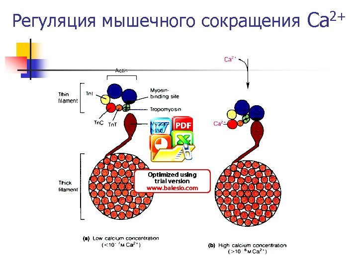 Регуляция мышечного сокращения Са 2+ 