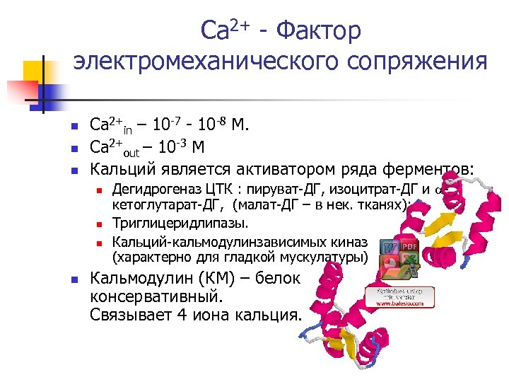 Ca 2+ - Фактор электромеханического сопряжения n n n Ca 2+in – 10 -7