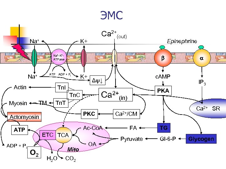 ЭМС Na+ Ca 2+(out) K+ Epinephrine Na+-K+ATPase b ATP ADP + Pi Na+ Actin