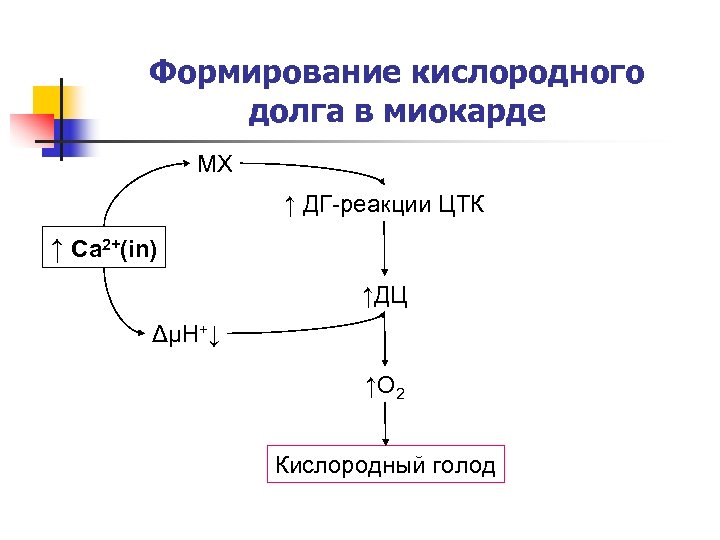 Формирование кислородного долга в миокарде МХ ↑ ДГ-реакции ЦТК ↑ Ca 2+(in) ↑ДЦ ΔμH+↓
