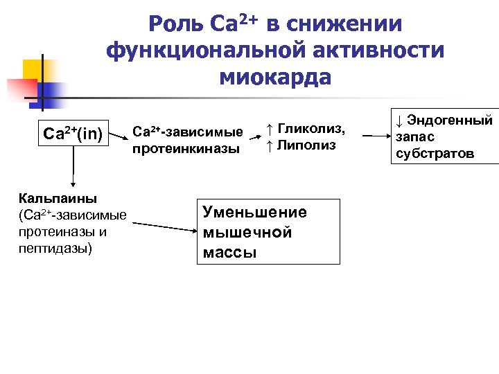 Роль Ca 2+ в снижении функциональной активности миокарда Ca 2+(in) Кальпаины (Ca 2+-зависимые протеиназы