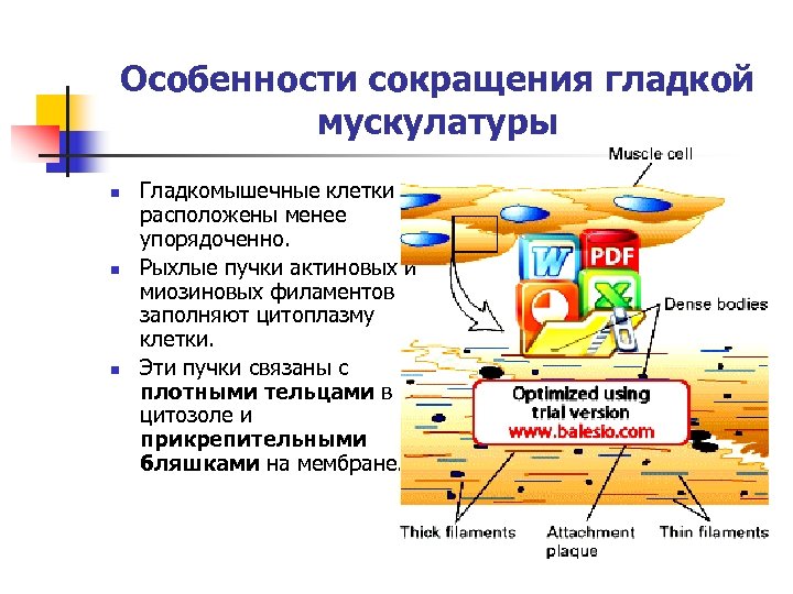 Сокращение гладкой мускулатуры сосудов