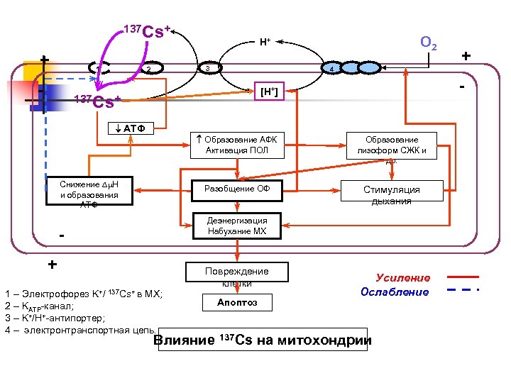 137 Cs+ + - 3 2 1 O 2 H+ 4 - [H+] 137