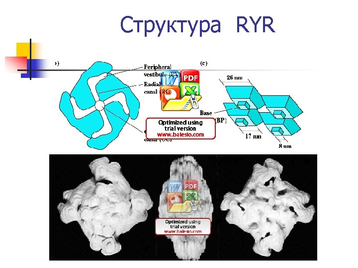 Структура RYR 