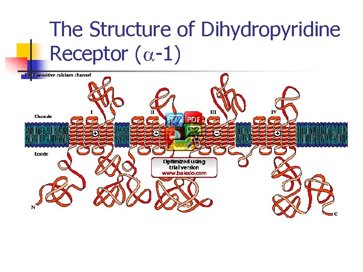 The Structure of Dihydropyridine Receptor (a-1) 