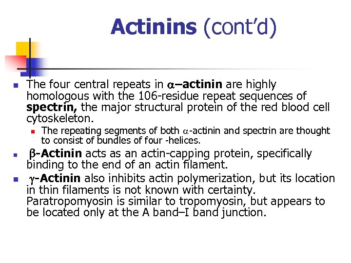 Actinins (cont’d) n The four central repeats in a–actinin are highly homologous with the