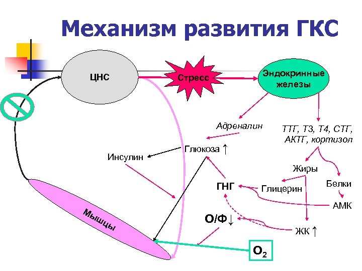 Механизм развития ГКС ЦНС Эндокринные железы Стресс Адреналин Инсулин Глюкоза ↑ ТТГ, T 3,