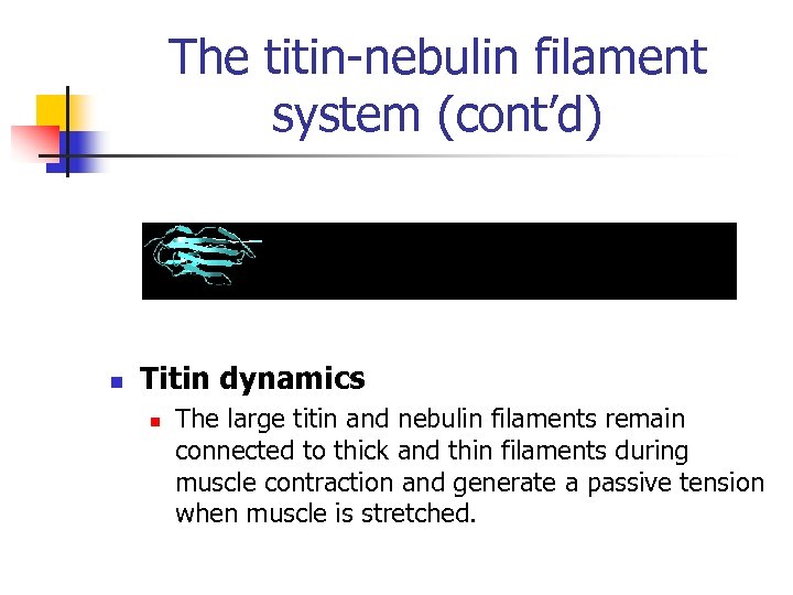 The titin-nebulin filament system (cont’d) n Titin dynamics n The large titin and nebulin
