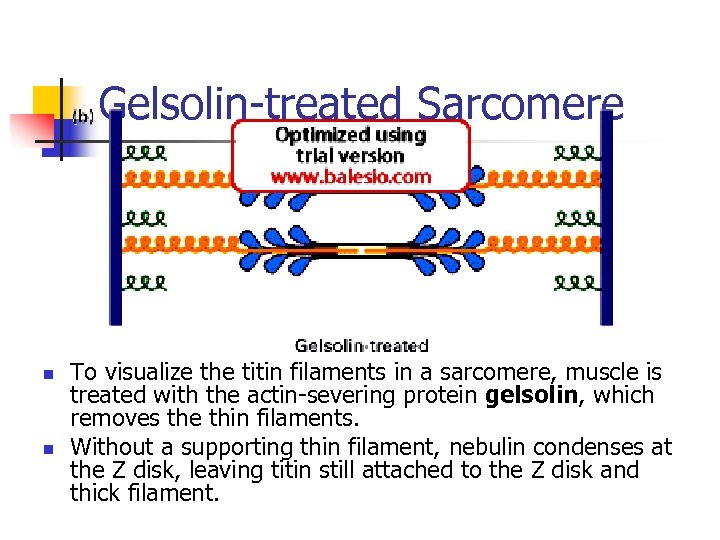 Gelsolin-treated Sarcomere n n To visualize the titin filaments in a sarcomere, muscle is