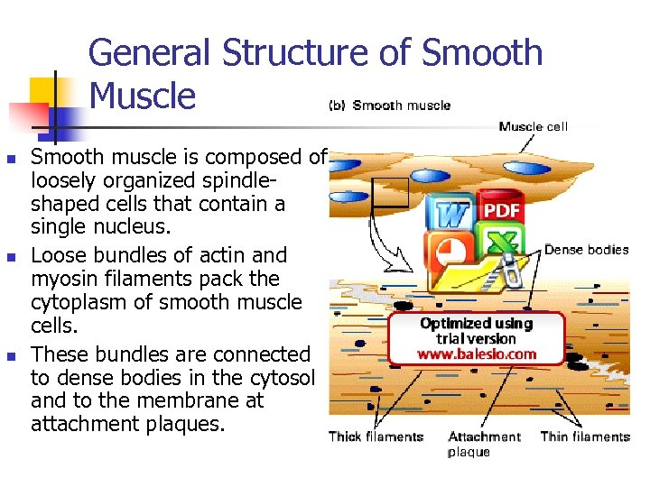 General Structure of Smooth Muscle n n n Smooth muscle is composed of loosely