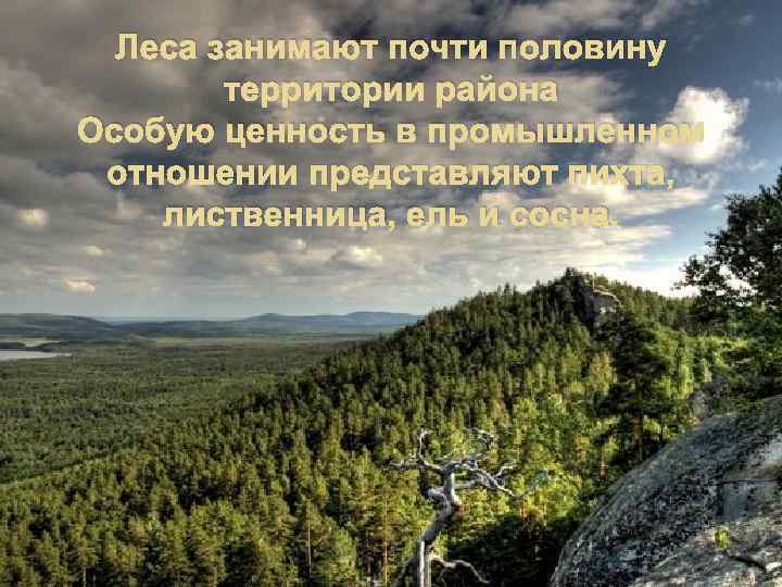 Леса занимают почти половину территории района Особую ценность в промышленном отношении представляют пихта, лиственница,