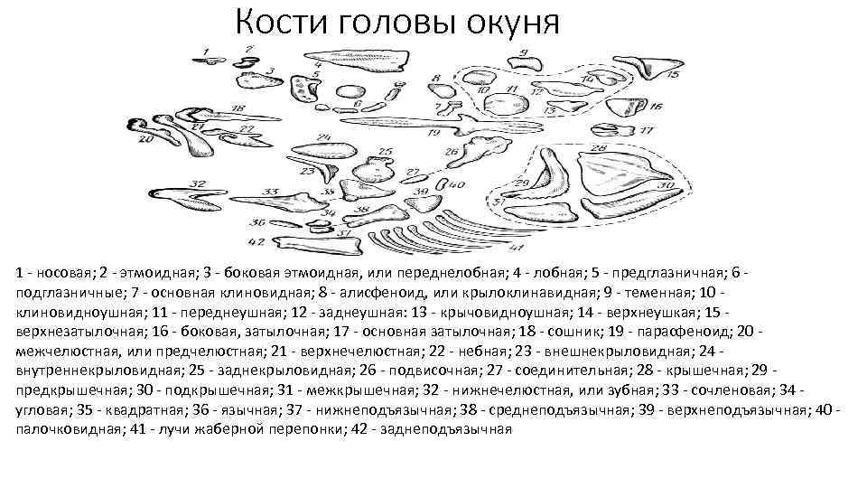Кости головы окуня 1 - носовая; 2 - этмоидная; 3 - боковая этмоидная, или