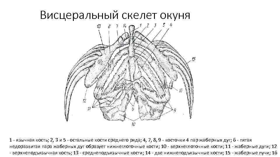 Висцеральный скелет окуня 1 - язычная кость; 2, 3 и 5 - остальные кости