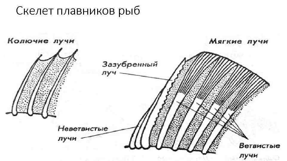 Скелет плавников рыб 