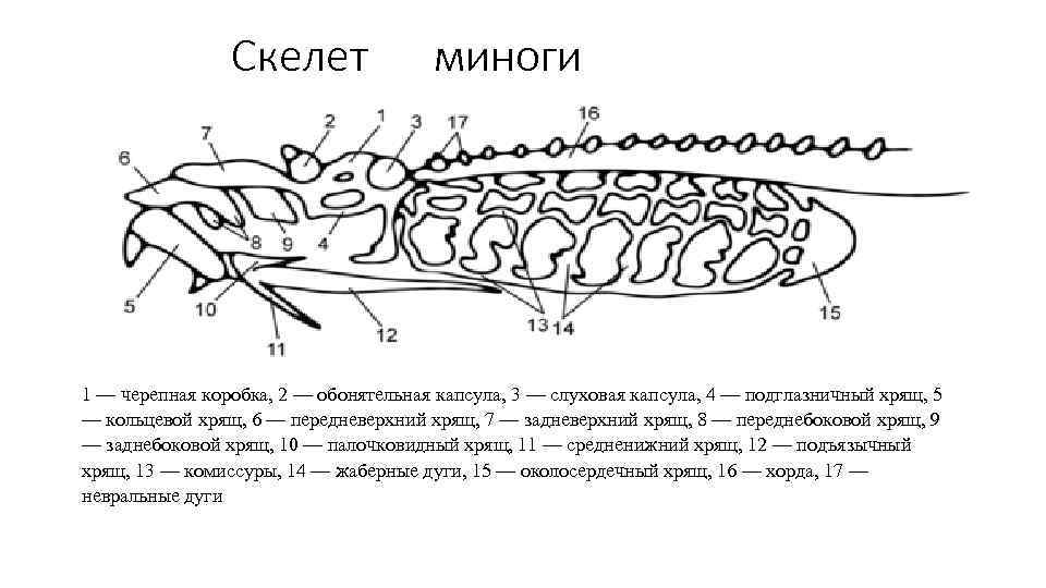 Скелет миноги 1 — черепная коробка, 2 — обонятельная капсула, 3 — слуховая капсула,