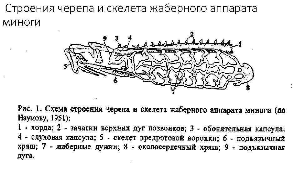 Строение осетровых рыб