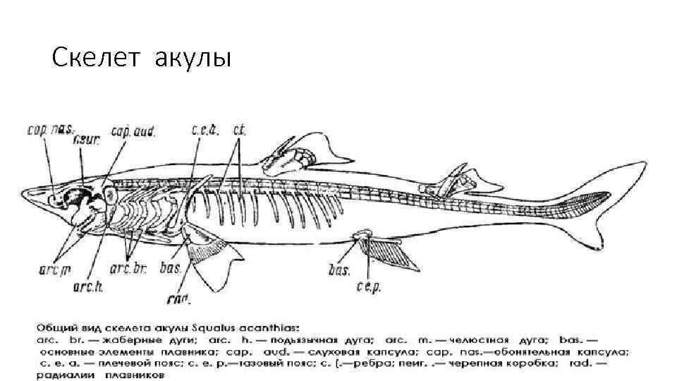 Акула звуковая схема 1 класс