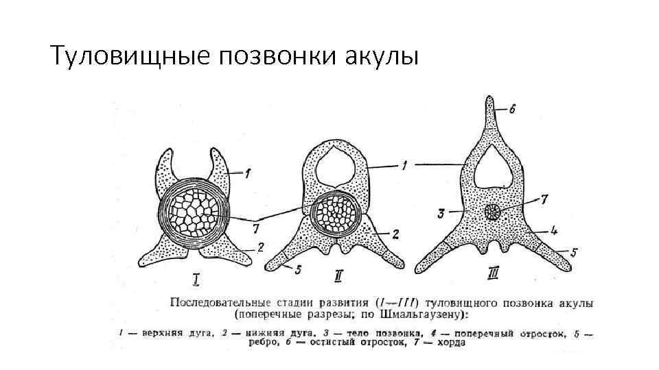 Туловищные позвонки акулы 