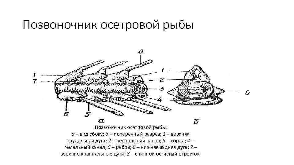 Позвоночник осетровой рыбы Позвоночник осетровой рыбы: а – вид сбоку; б – поперечный разрез;