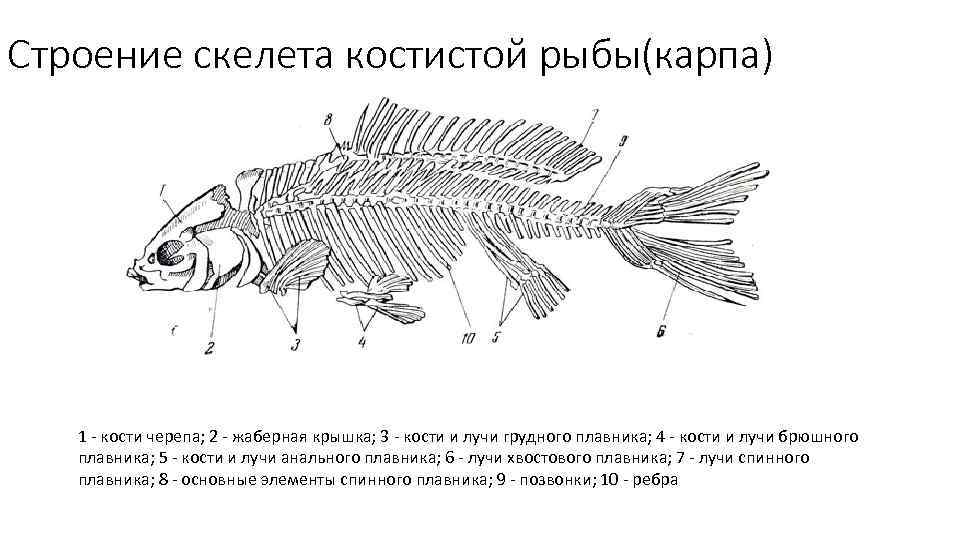 Схема строения черепа костистой рыбы