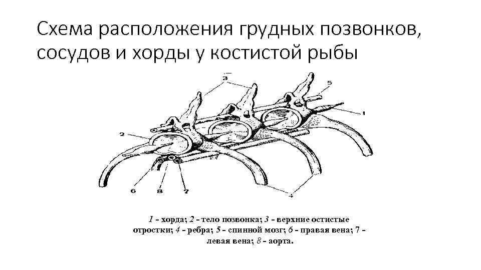 Схема строения черепа костистой рыбы