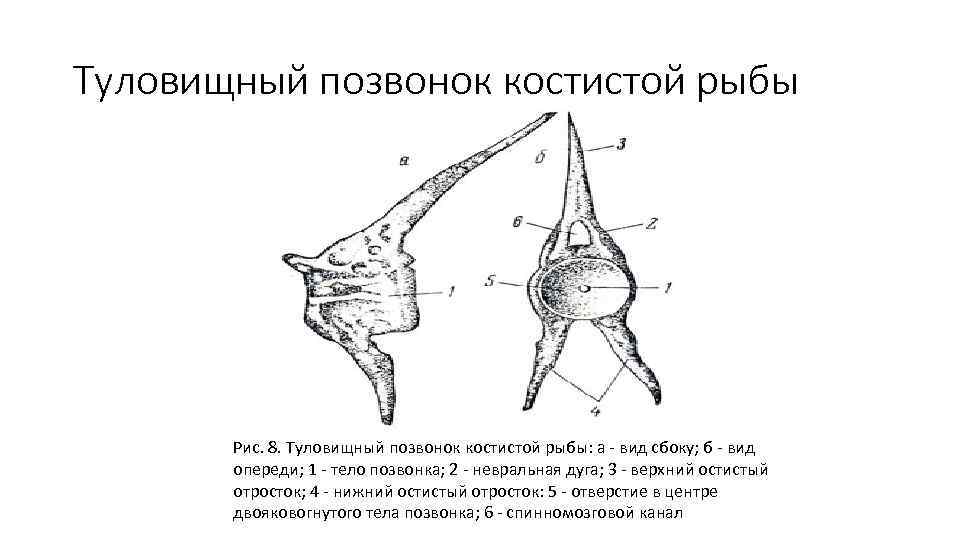 Схема строения черепа костистой рыбы