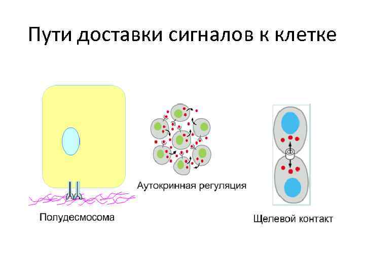 Пути доставки сигналов к клетке 