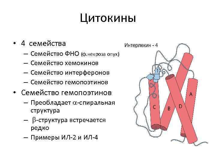 Цитокины • 4 семейства – – Семейство ФНО (ф. некроза опух) Семейство хемокинов Семейство