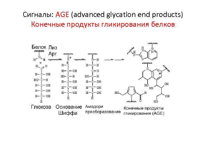 Сигналы: AGE (advanced glycation end products) Конечные продукты гликирования белков 