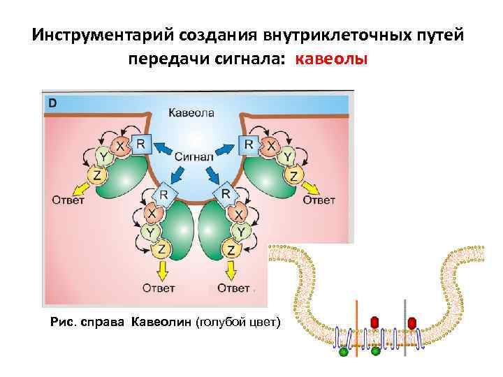 Инструментарий создания внутриклеточных путей передачи сигнала: кавеолы Рис. справа Кавеолин (голубой цвет) 