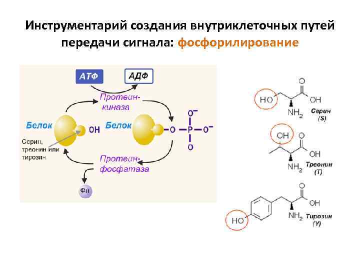 Инструментарий создания внутриклеточных путей передачи сигнала: фосфорилирование 