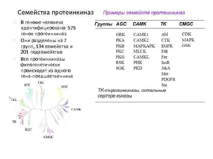 Семейства протеинкиназ p p p В геноме человека идентифицировано 575 генов протеинкиназ Они разделены