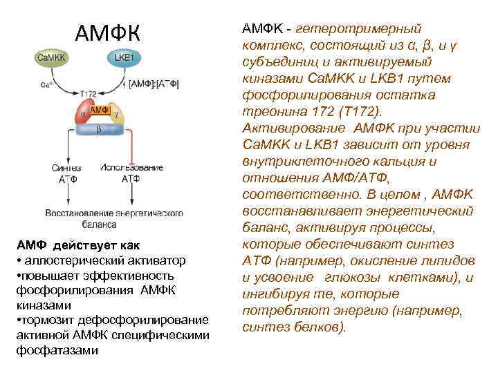 АМФК АМФ действует как • аллостерический активатор • повышает эффективность фосфорилирования АМФК киназами •