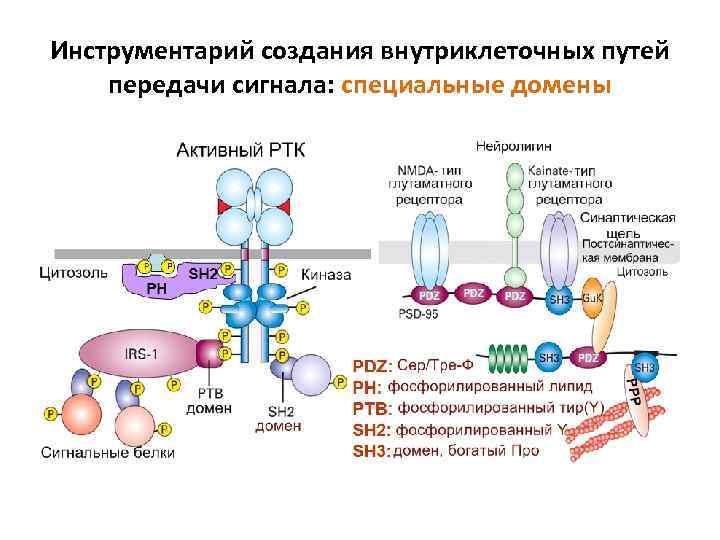 Инструментарий создания внутриклеточных путей передачи сигнала: специальные домены 