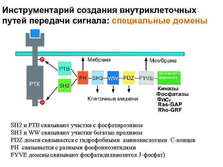 Инструментарий создания внутриклеточных путей передачи сигнала: специальные домены SH 2 и PTB связывают участки