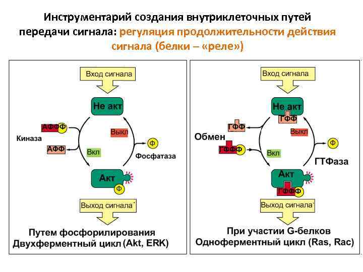 Инструментарий создания внутриклеточных путей передачи сигнала: регуляция продолжительности действия сигнала (белки – «реле» )