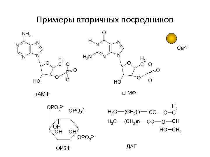 Примеры вторичных посредников Ca 2+ ц. ГМФ ц. АМФ OPO 32 HO OH OPO