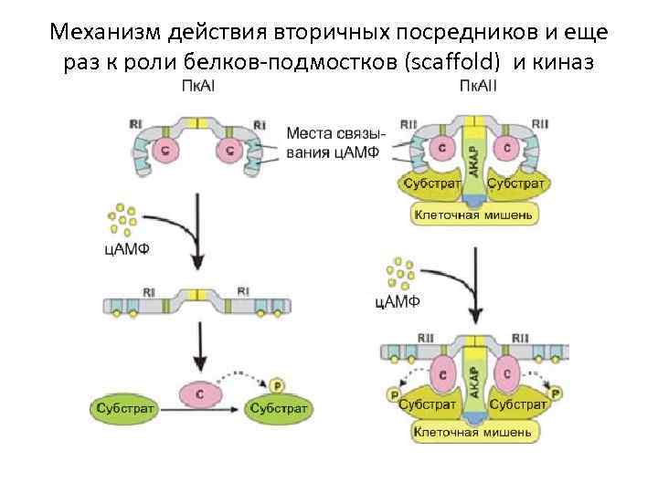 Механизм действия вторичных посредников и еще раз к роли белков-подмостков (scaffold) и киназ 