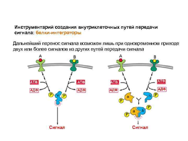 Инструментарий создания внутриклеточных путей передачи сигнала: белки-интеграторы Дальнейший перенос сигнала возможен лишь при одновременном