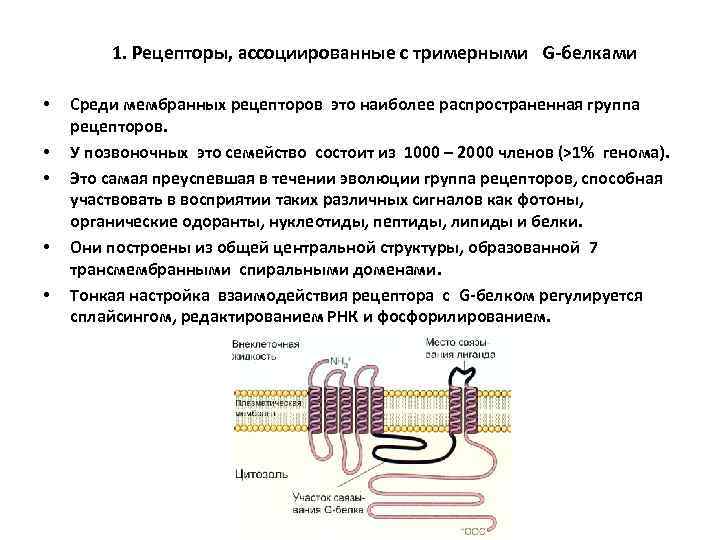1. Рецепторы, ассоциированные с тримерными G-белками • • • Среди мембранных рецепторов это наиболее