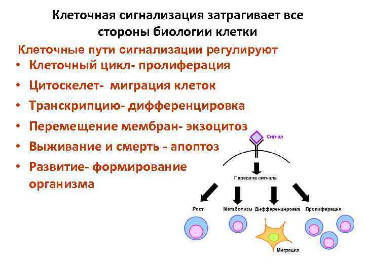 Клеточная сигнализация затрагивает все стороны биологии клетки Клеточные пути сигнализации регулируют • • •