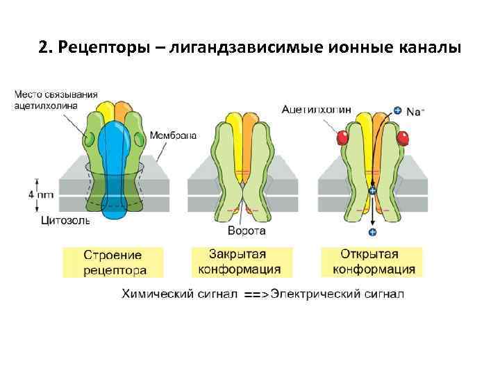 2. Рецепторы – лигандзависимые ионные каналы 