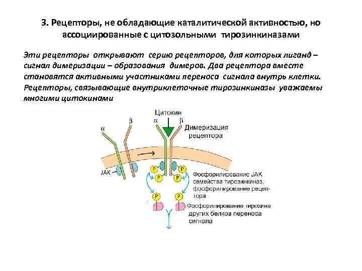 3. Рецепторы, не обладающие каталитической активностью, но ассоциированные с цитозольными тирозинкиназами Эти рецепторы открывают