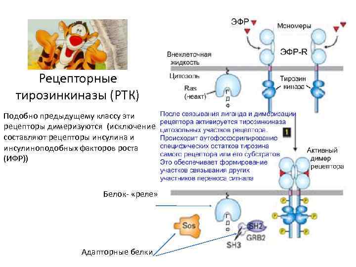 Рецепторные тирозинкиназы (РТК) Подобно предыдущему классу эти рецепторы димеризуются (исключение составляют рецепторы инсулина и