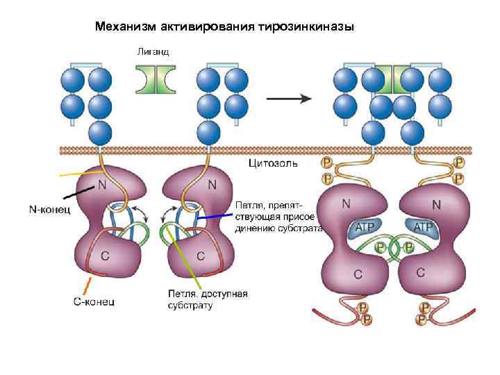 Механизм активирования тирозинкиназы 