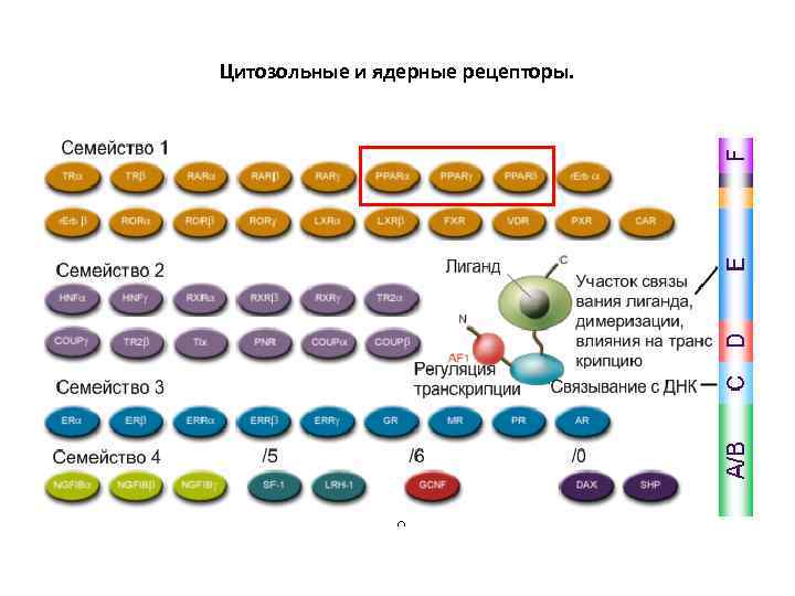 Цитозольные и ядерные рецепторы. 