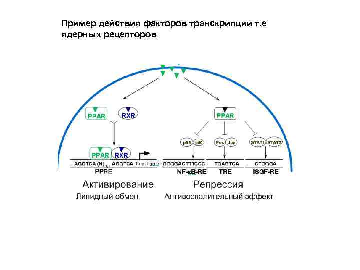 Пример действия факторов транскрипции т. е ядерных рецепторов 
