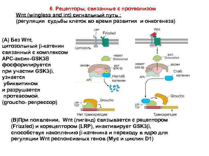 6. Рецепторы, связанные с протеолизом Wnt (wingless and int) сигнальный путь : (регуляция судьбы